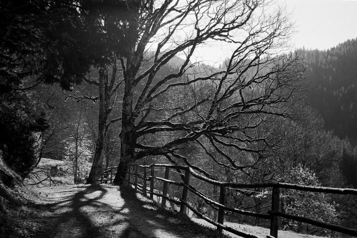 A large, bare tree with sprawling branches stands beside a wooden fence, casting long shadows on a path.