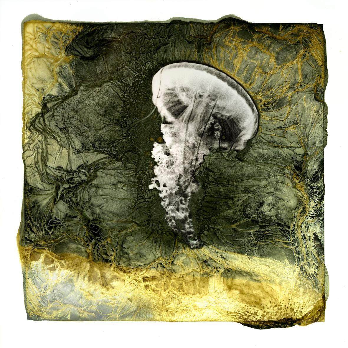 A jellyfish floats in a dark, textured background with gold accents.