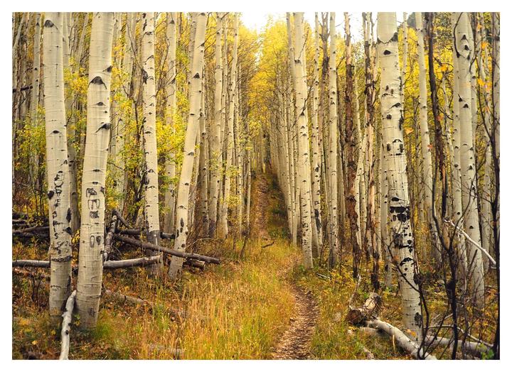 A narrow path winds through a dense forest of tall aspen trees with golden autumn foliage.