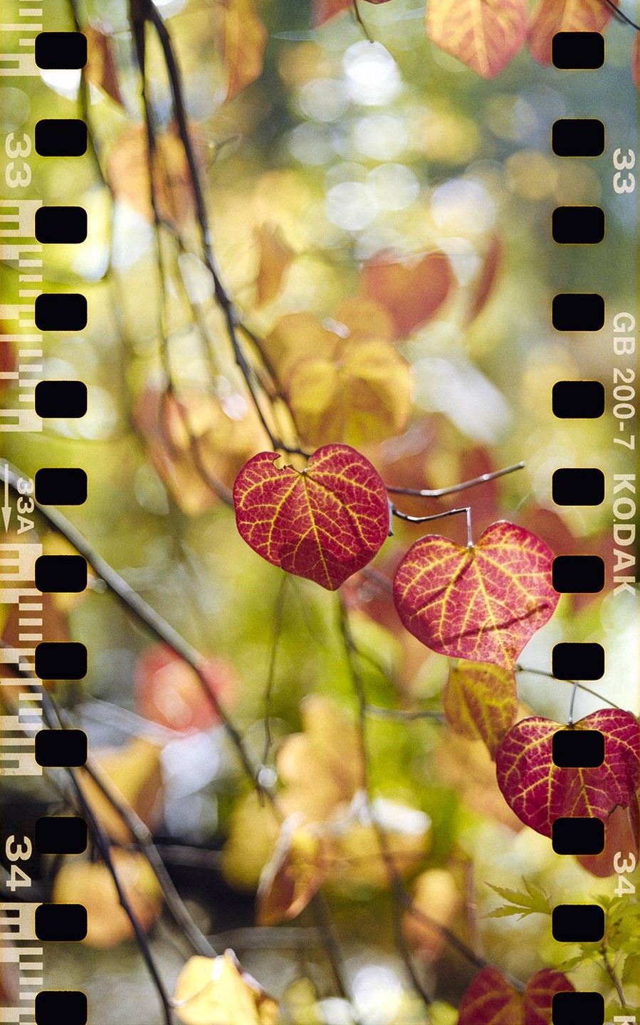 Heart-shaped red and yellow leaves hang from branches against a blurred background of autumn foliage.