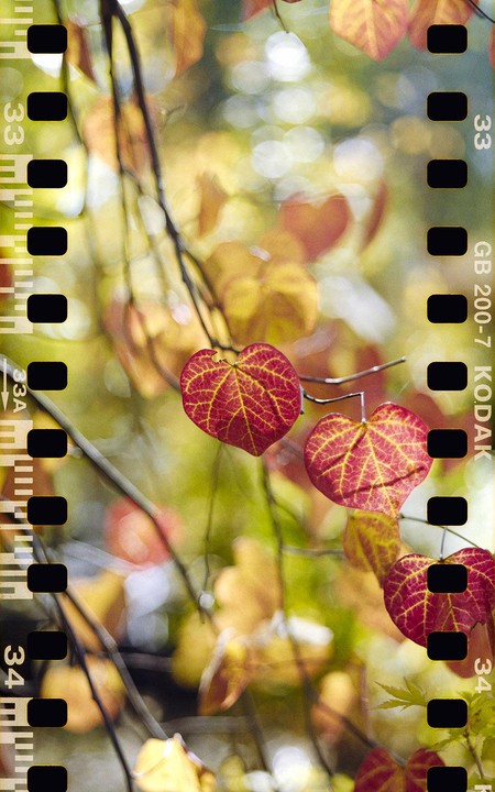 Heart-shaped red and yellow leaves hang from branches against a blurred background of autumn foliage.