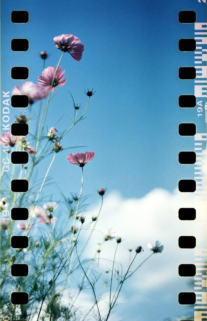 'Seasons Again' [Hasselblad 2000fcw I Noritar 80mm f2.0 I Kodak Max 400], shot on HASSELBLAD 2000FCW