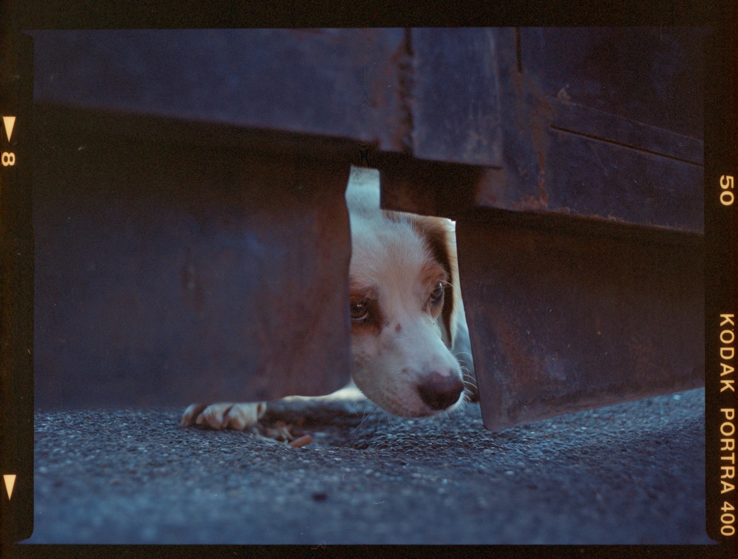 A dog peeks through a narrow gap between two dark, rusty metal objects.