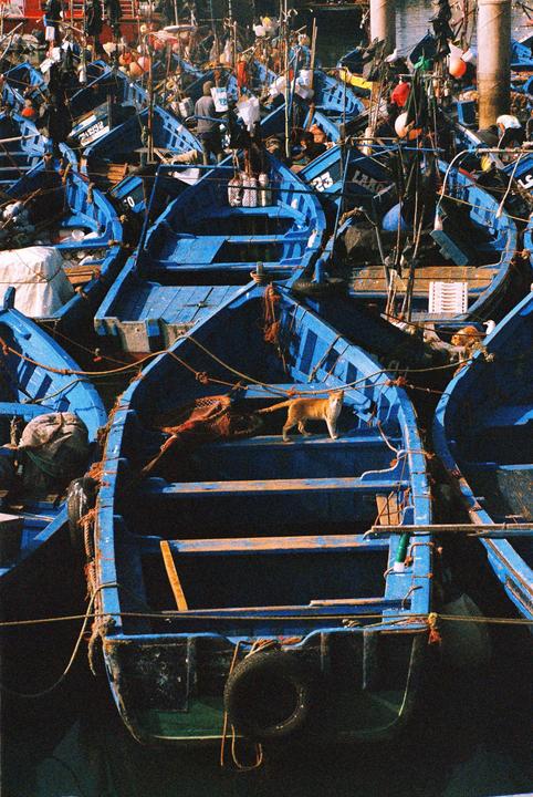 A ginger cat stands in one of many blue fishing boats docked in a harbor.