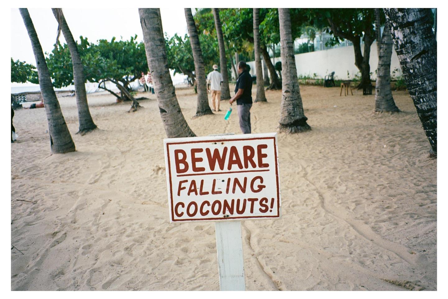 A white sign with red text warning of falling coconuts stands on a sandy beach surrounded by palm trees.