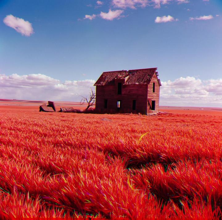An abandoned wooden house stands in a field of bright red grass under a blue sky with white clouds.