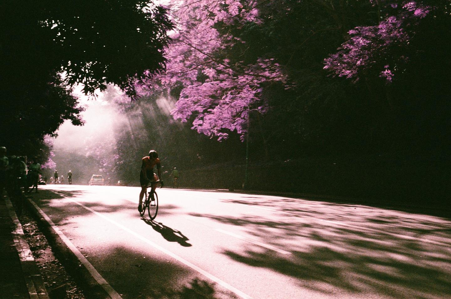 A cyclist rides on a road with sun rays shining through purple trees.