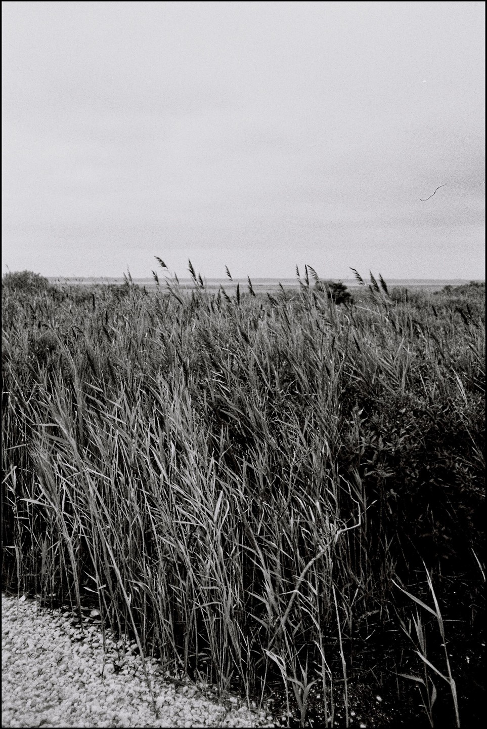 Tall grass and reeds grow in a field under a bright sky.