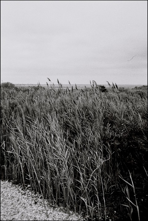 Tall grass and reeds grow in a field under a bright sky.