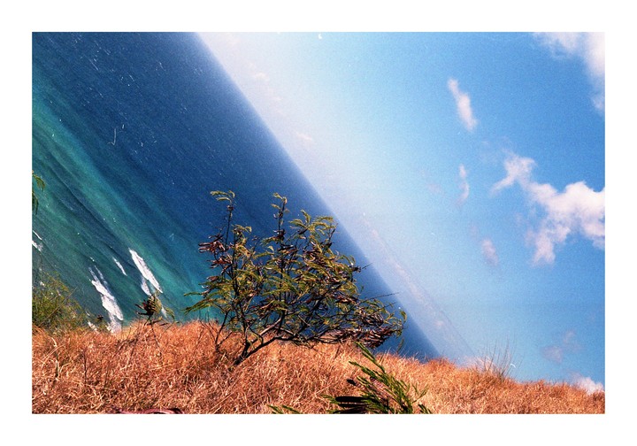 A small tree grows on a dry, grassy hill overlooking the ocean under a blue sky with clouds.