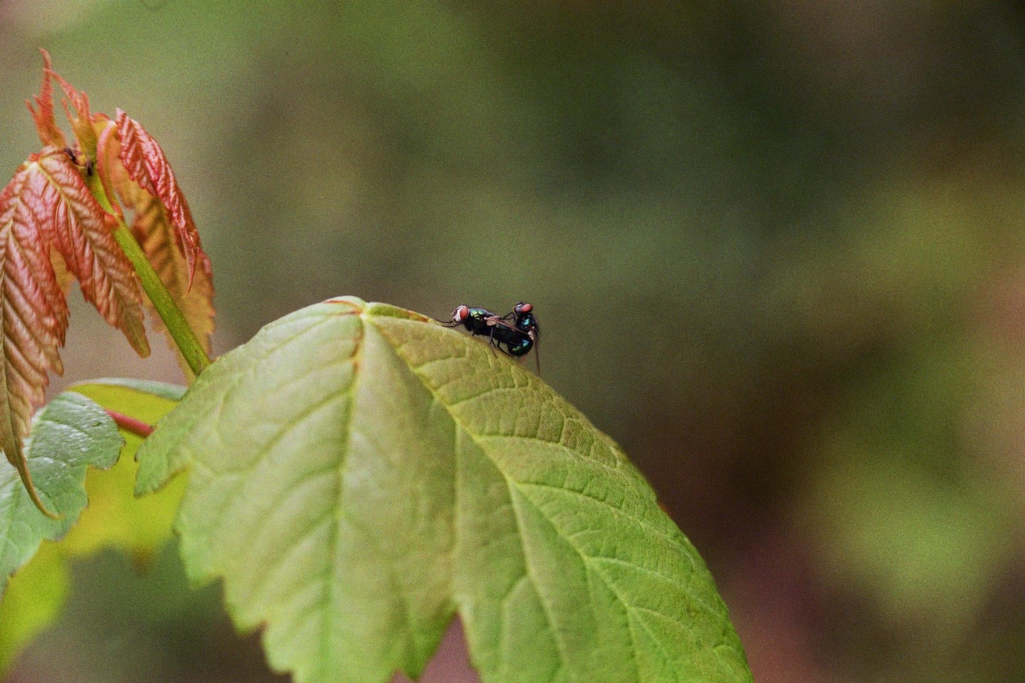 Two flies are mating on a green leaf, with red leaves in the background.