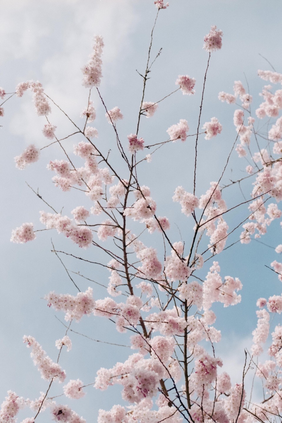 Pink cherry blossoms are visible against a light blue sky.