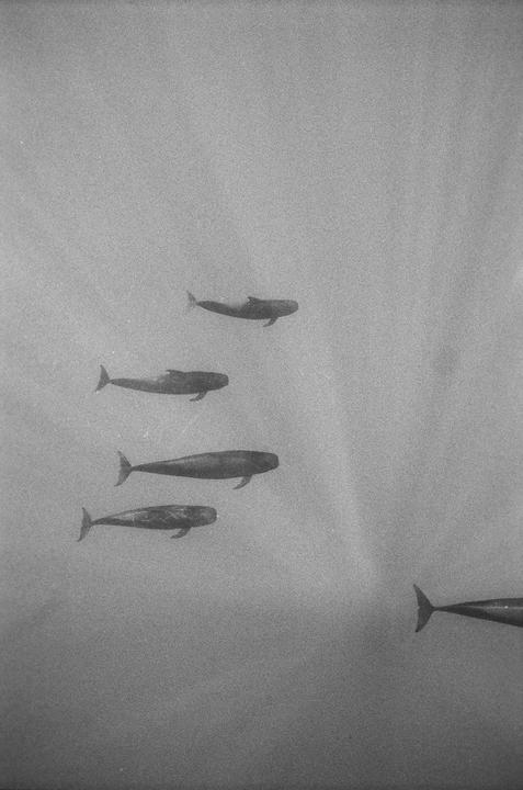 Five pilot whales swim underwater in a black and white photograph.