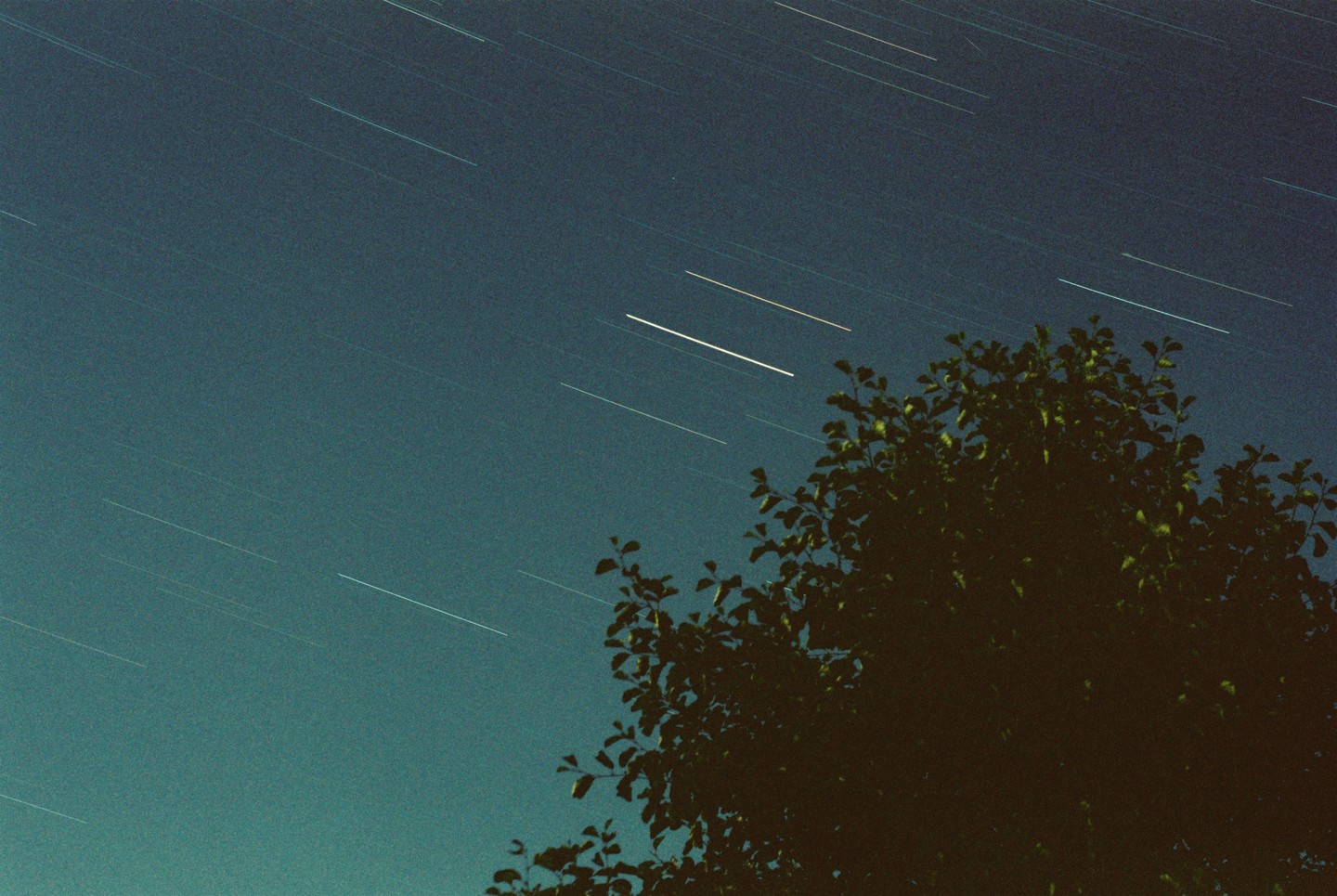 A dark tree is silhouetted against a night sky filled with star trails.