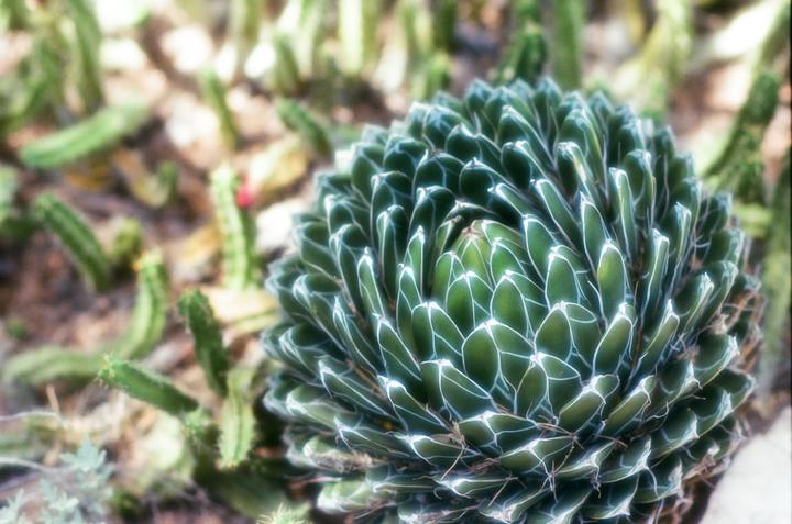 A close-up shot shows a green succulent plant with white patterns on its leaves, surrounded by other cacti.