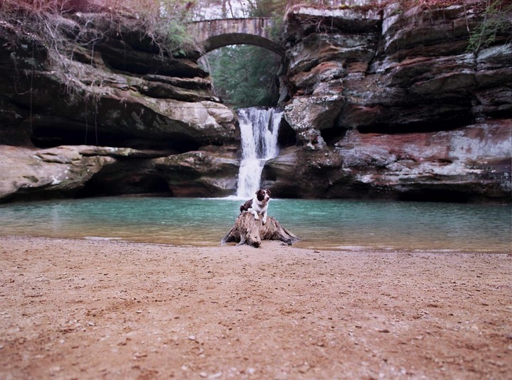 A dog sits on a tree stump in front of a waterfall and a stone bridge.