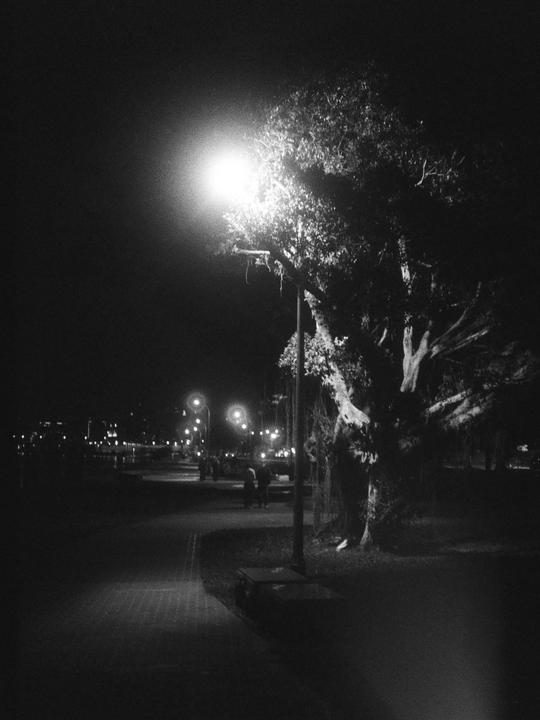 A street light illuminates a tree and a path at night.