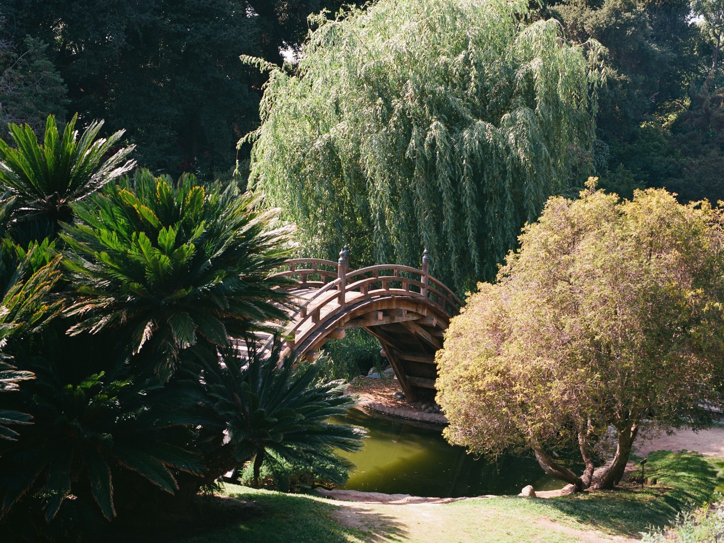A wooden moon bridge crosses over a pond surrounded by trees and palm-like plants.
