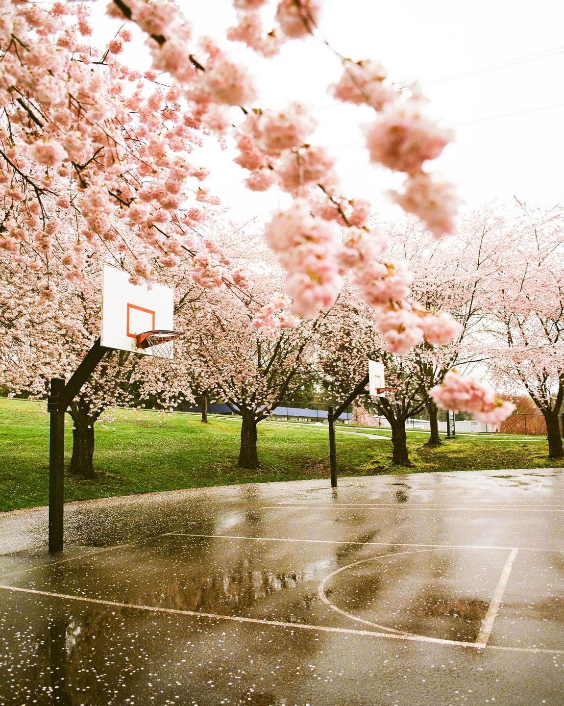 A wet basketball court is surrounded by cherry blossom trees with petals scattered on the ground.