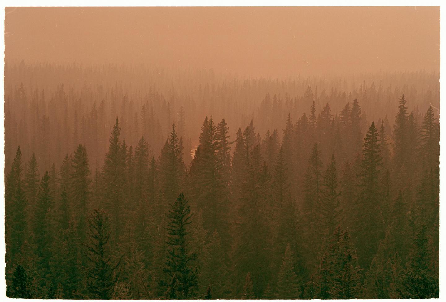 A dense forest of pine trees is shrouded in a hazy, orange atmosphere.