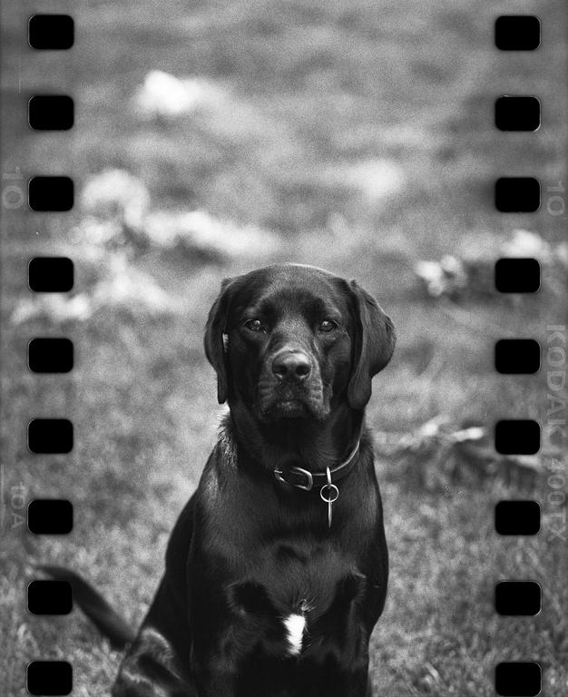 A black labrador dog with a collar sits in a grassy field.