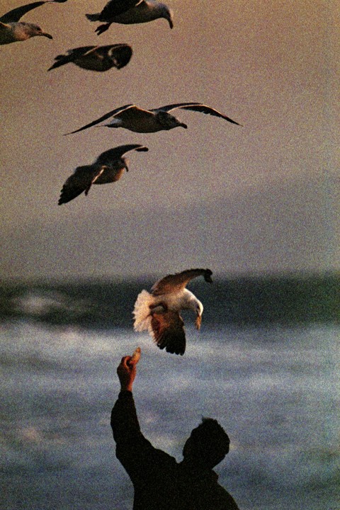 A person feeds a gull from their hand while other gulls fly overhead.