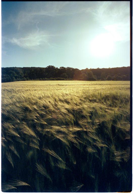 A field of grain with a forest in the background is illuminated by the sun.