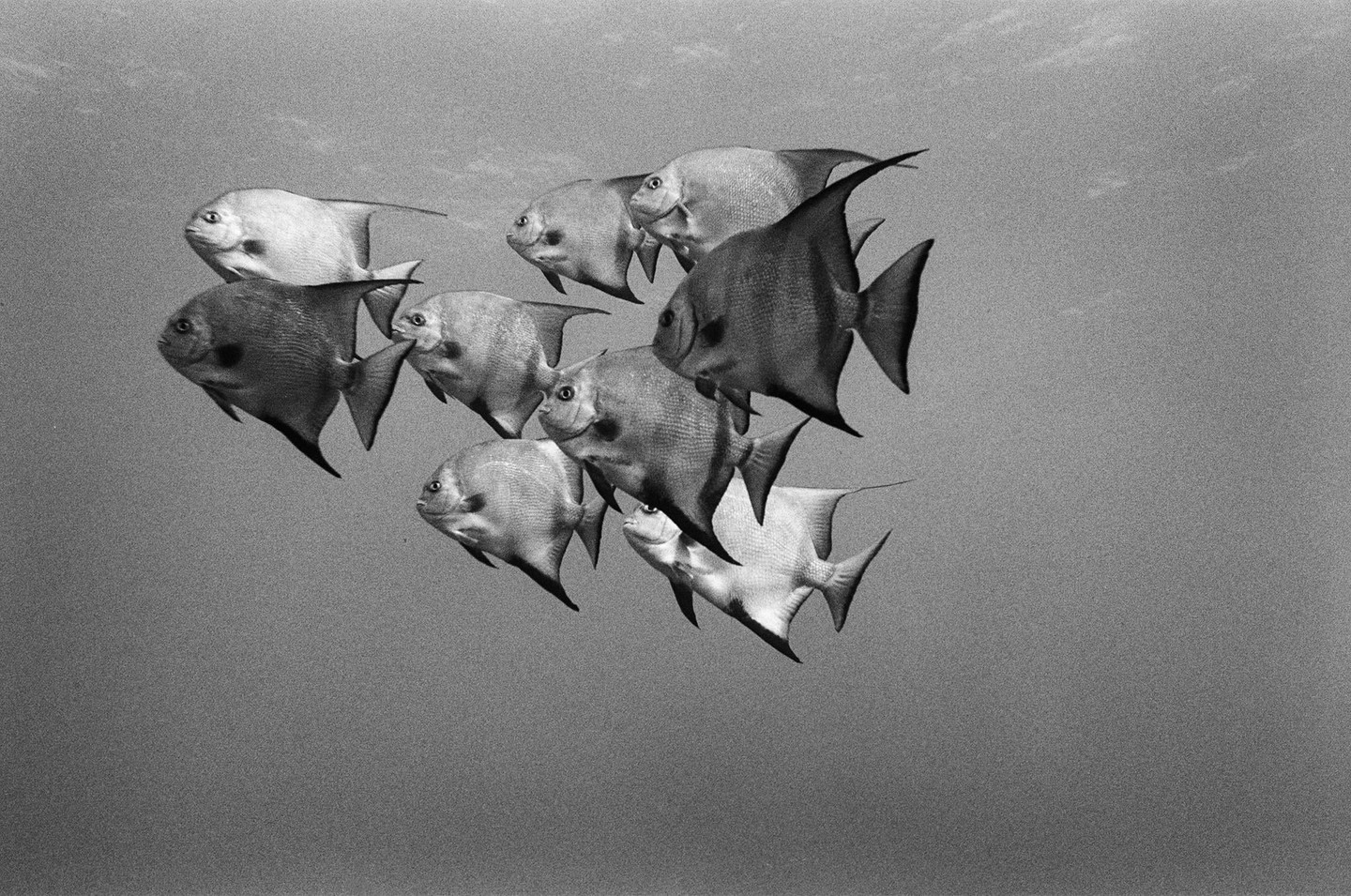 A school of spadefish swims through the water in black and white.