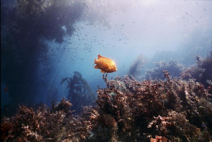 An orange garibaldi fish swims above a reef with kelp and other fish in the background.