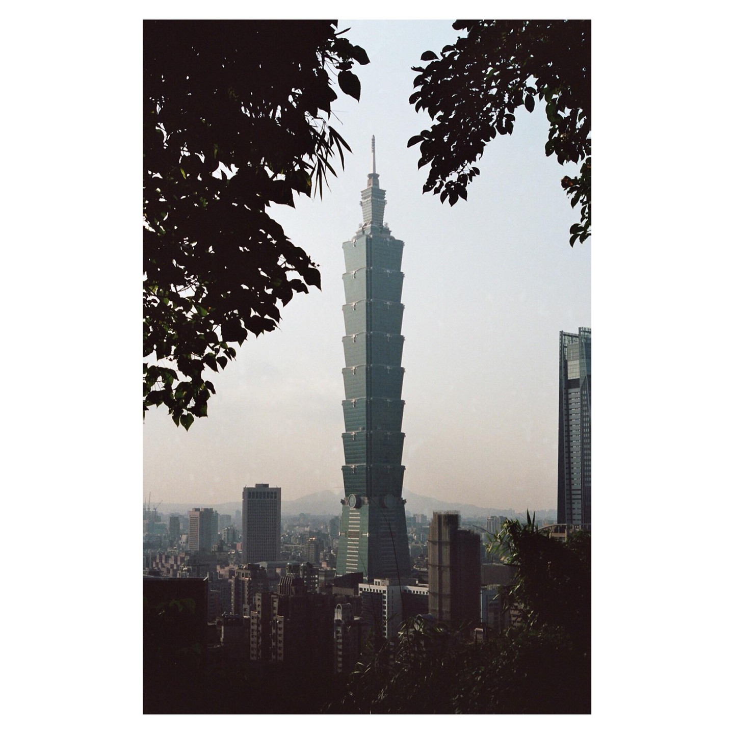 The Taipei 101 skyscraper rises above a city skyline, framed by dark foliage.