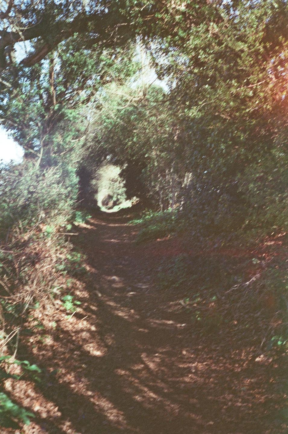 A narrow, winding path through a holloway is dappled with sunlight and shadow.