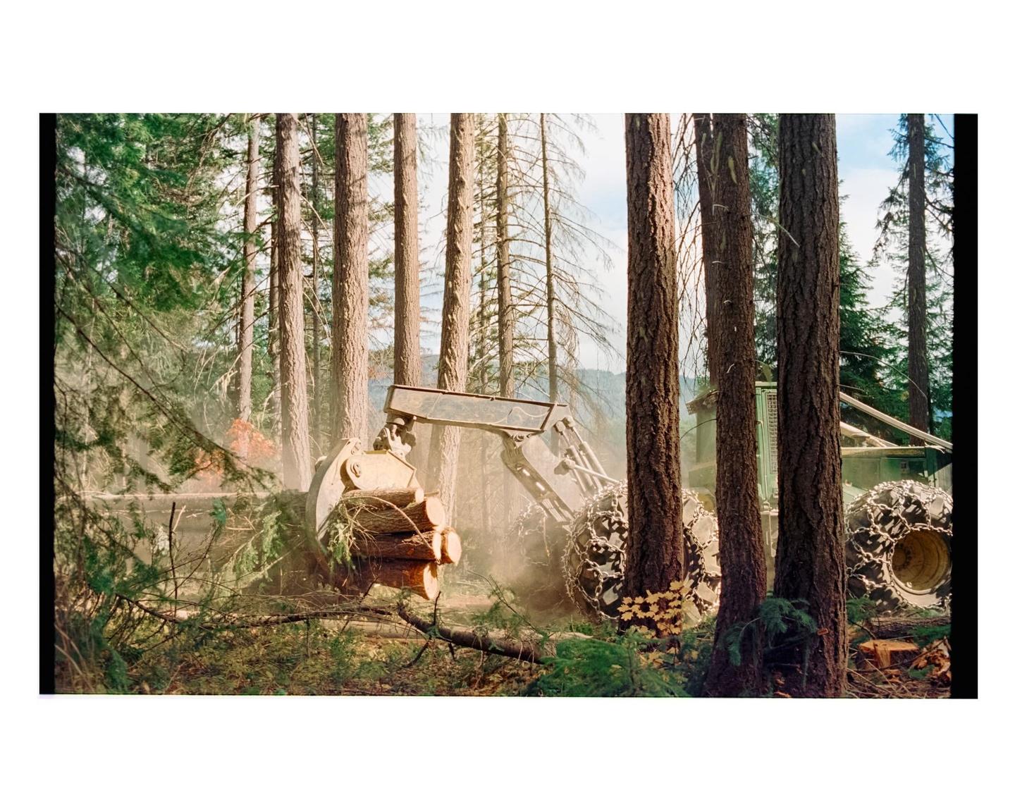 A logging vehicle with large chained tires and a claw attachment is moving logs in a forest with tall trees.