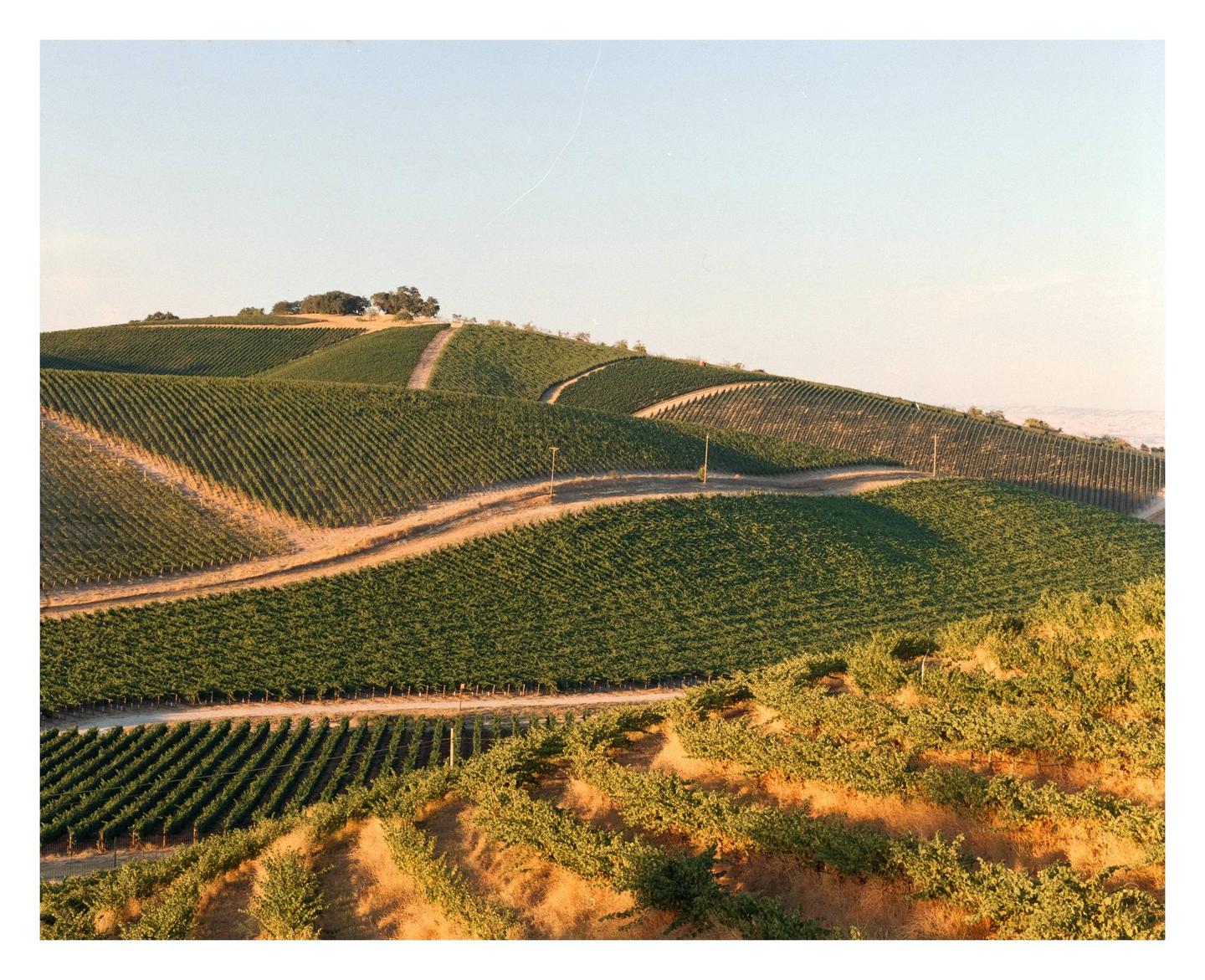 A vineyard with rows of grapevines covers rolling hills under a clear sky.