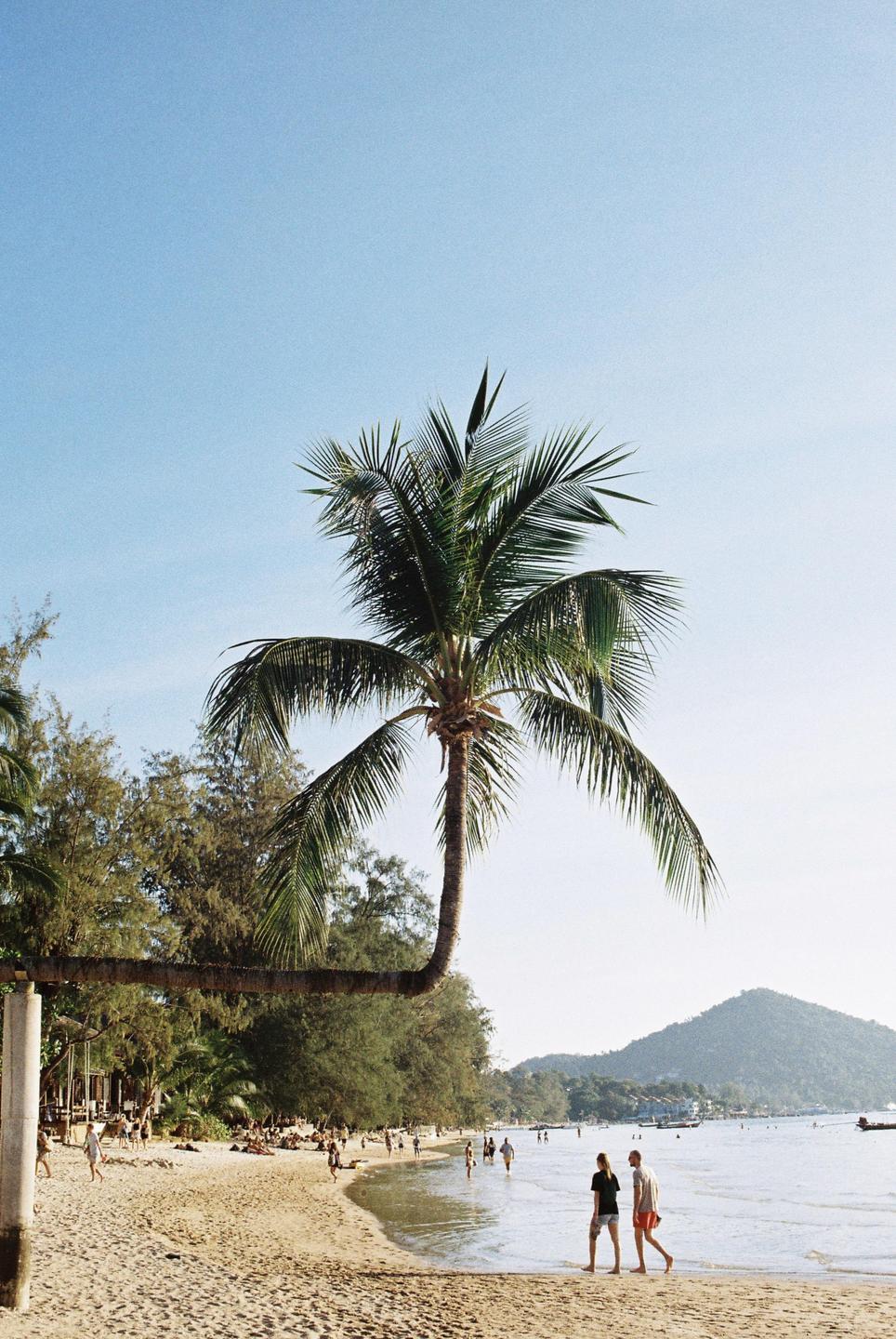 A palm tree with a bent trunk hangs over a sandy beach where people are walking along the water's edge.