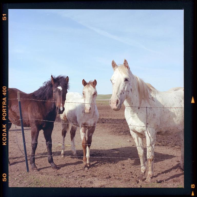 Three horses stand behind a wire fence in a dry field under a clear sky.