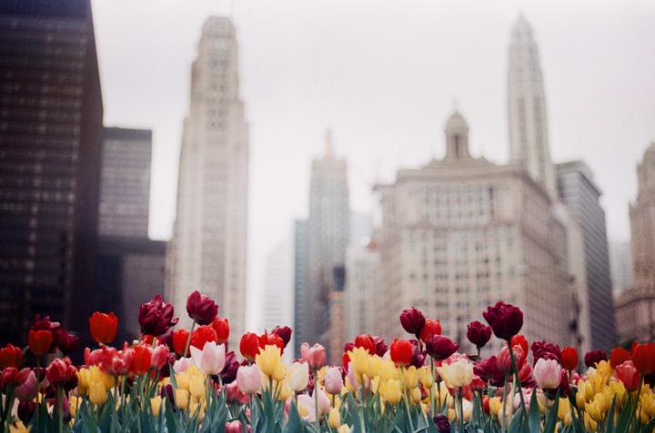 A field of colorful tulips stands in front of a city skyline.