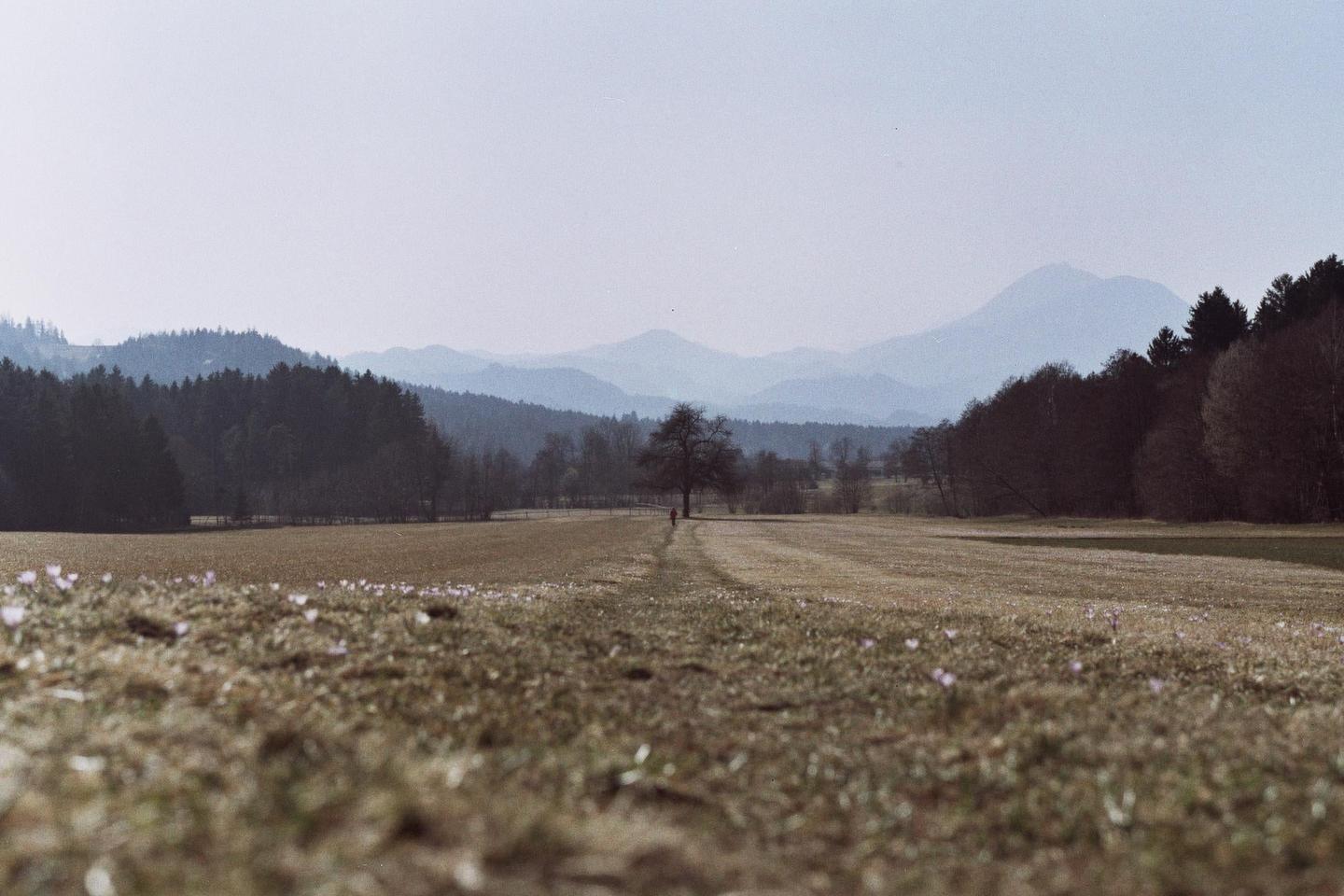 A person walks along a path in a field towards a lone tree, with mountains and forests in the background.