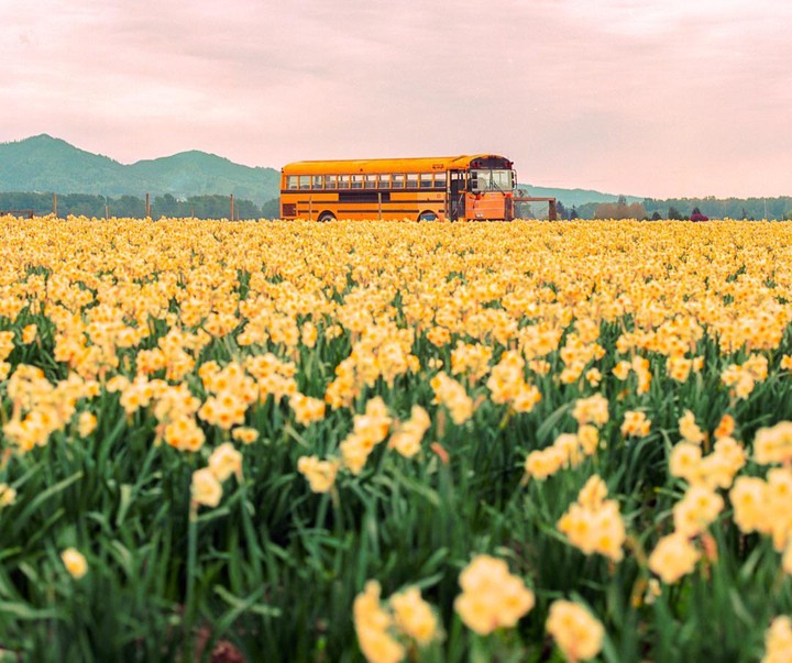 A yellow school bus is parked in a field of yellow daffodils with mountains in the background.
