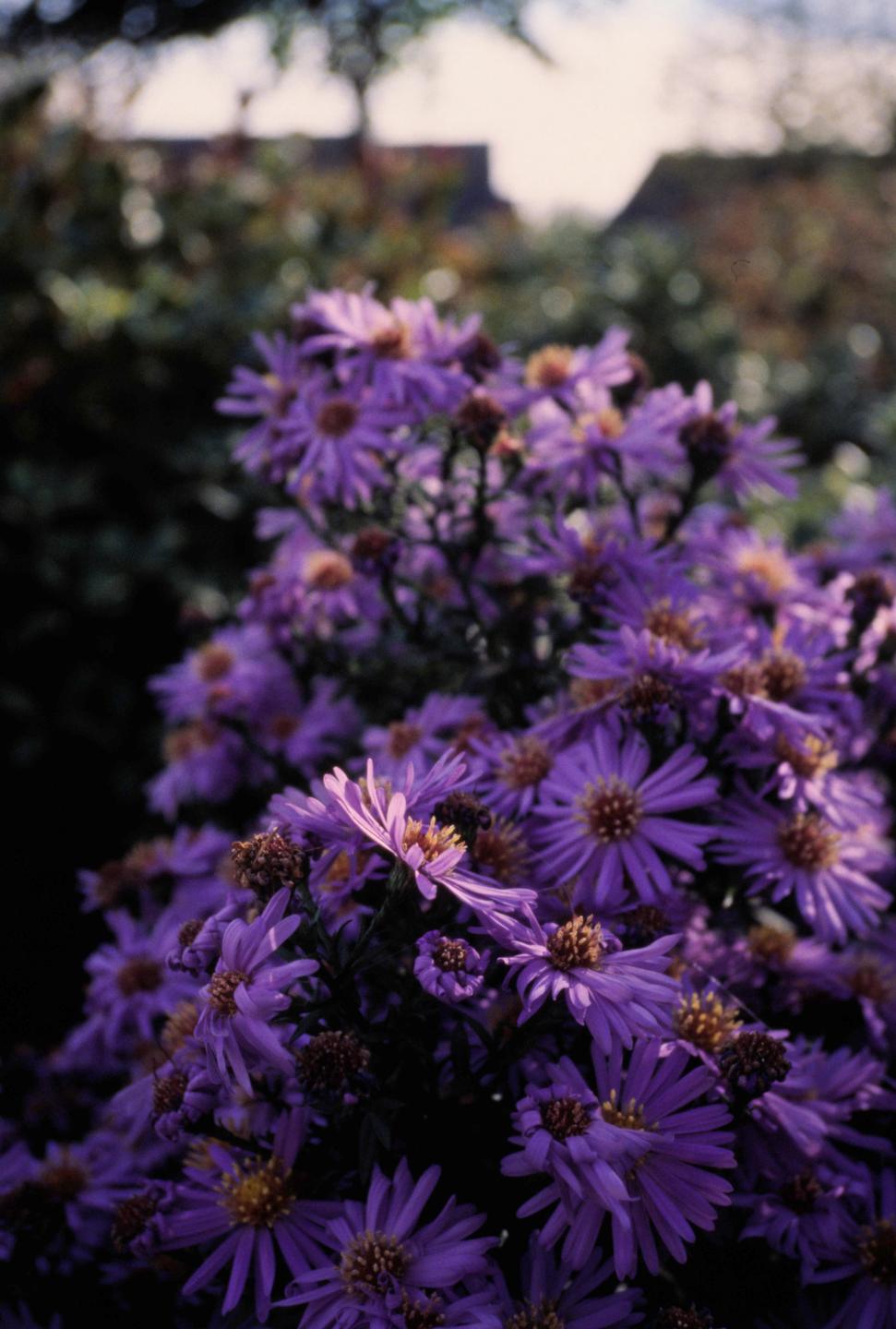 A cluster of purple flowers with yellow centers is shown in a garden setting.
