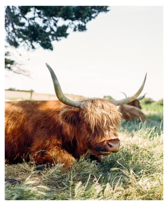 A highland cow with long horns and shaggy hair is resting in a field of tall grass under a tree.