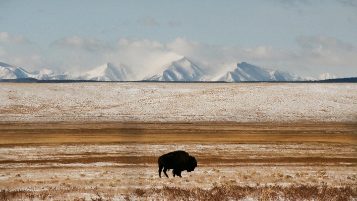 A bison stands in a snow-dusted field with snow-capped mountains in the background.