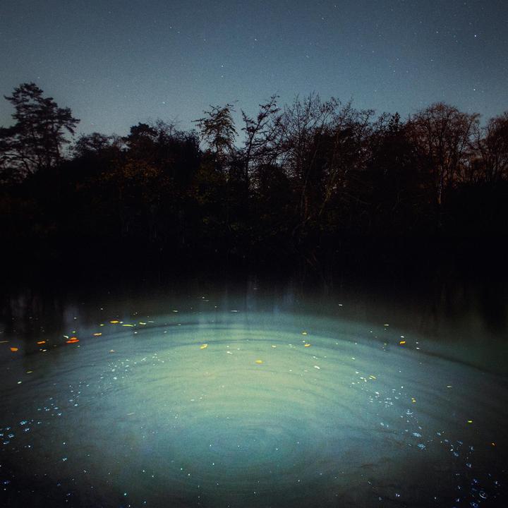 A dark forest is reflected in a body of water with ripples and floating leaves under a starry night sky.