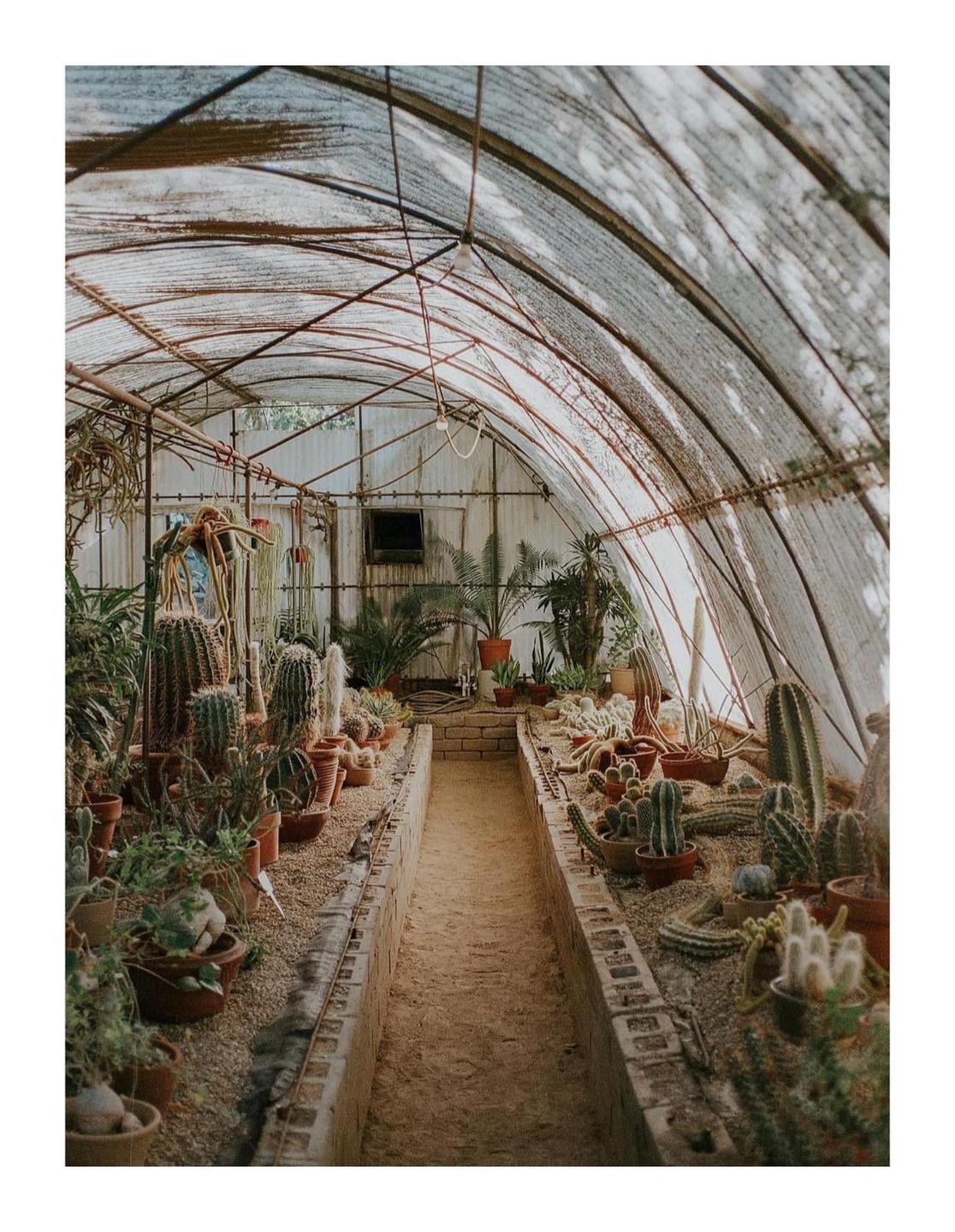 A variety of cacti and other plants are arranged inside a greenhouse with a dirt path down the middle.