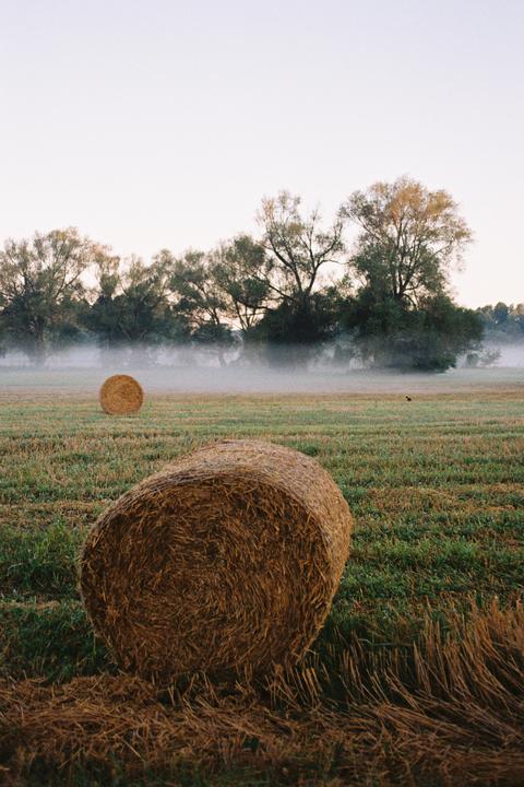 Two hay bales sit in a field with trees and fog in the background.
