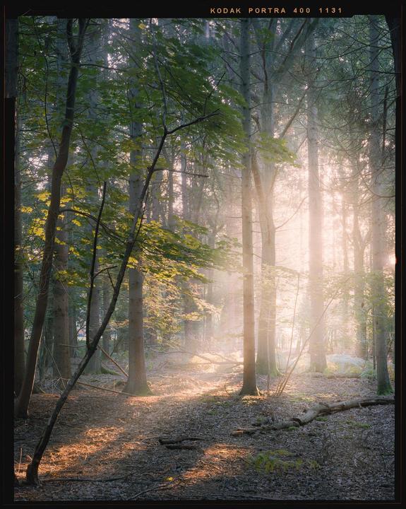 Sunlight streams through a hazy forest, illuminating the trees and fallen leaves on the ground.