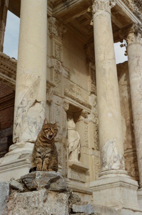 A tabby cat sits on ancient ruins with its mouth open, in front of large stone columns and carved facades.