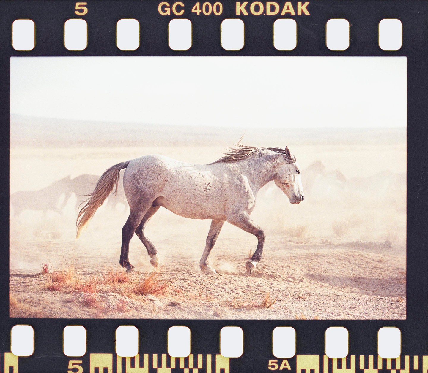A white horse runs through a dusty landscape with other horses in the background.