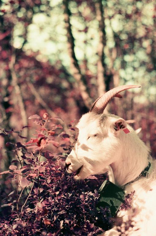 A white goat with a bell around its neck eats purple leaves in a forest.