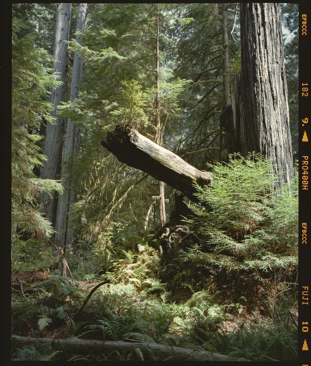 A fallen tree trunk with new growth on top rests between tall trees in a forest.