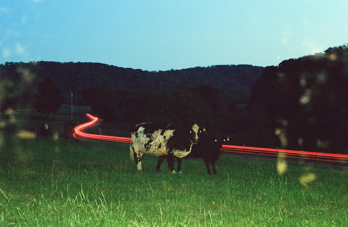 Two cows stand in a grassy field next to a road with red light trails at dusk.